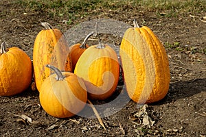 Ripe orange pumpkins on ground in field