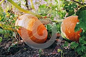 Ripe orange pumpkins grow in the garden