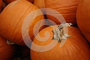 Ripe orange pumpkins in a neat pile, ready for harvest