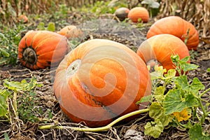 Ripe orange pumpkins with vine at the field in autumn