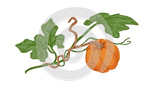 Ripe orange round pumkin growing with green leaves. Ripened autumn harvest. Fall botanical drawing in vintage style