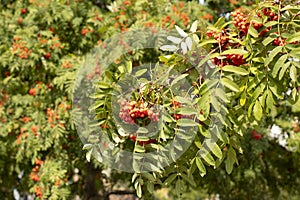 Ripe orange rowan berries on a tree branch, autumn nature, ripening medicinal plants