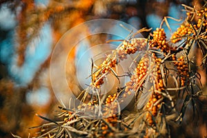 Ripe orange sea buckthorn berries grow on a tree branch