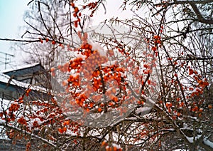 ripe orange sea buckthorn berries, winter scene