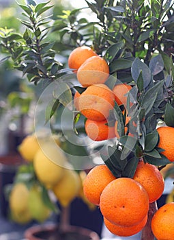 Maturo arancia mandarini un limoni 