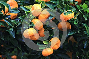 Ripe orange tangerines on tree