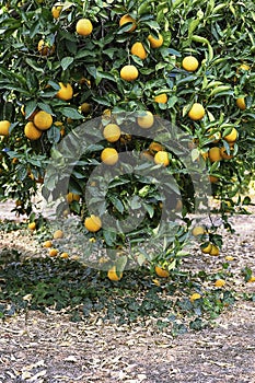 Ripe orange tree. Over 30 oranges