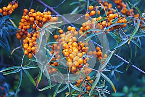 Ripe orange-yellow berries of the wild sea buckthorn on branch close-up in selective focus