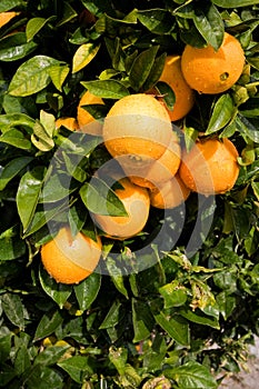 Ripe oranges