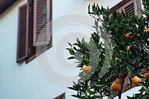 Ripe oranges on a branch against the backdrop of a blurred  rural house