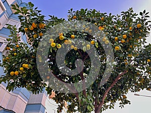 Ripe oranges that grow in Alanya city, Turkey photo