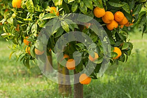 Ripe oranges growing on tree