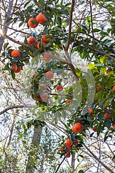 Ripe oranges growing on tree in southeast Georgia