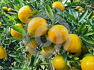 Ripe oranges hanging on branch at tangerine garden