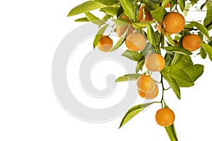 Ripe Oranges hanging from a small orange tree