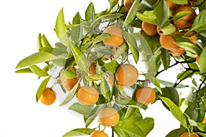 Ripe Oranges hanging from a small orange tree