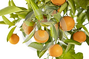 Ripe Oranges hanging from a small orange tree