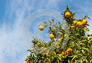 Ripe oranges on orange tree against blue sky