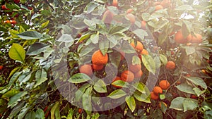 Ripe oranges or tangerines hanging