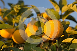 Ripe oranges on a tree