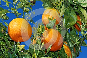 Ripe oranges at tree