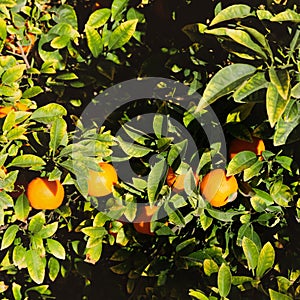 Ripe oranges on a tree