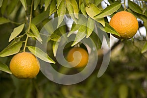 Ripe oranges on tree