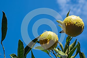 Ripe oranges on tree branches in an orange garden with water drops