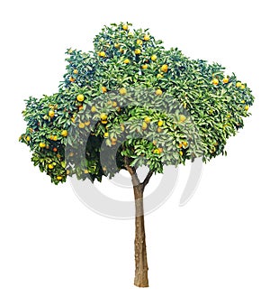 Ripe oranges on tree