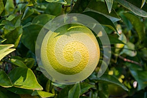 Ripe oranges on the tree in the garden. Close up