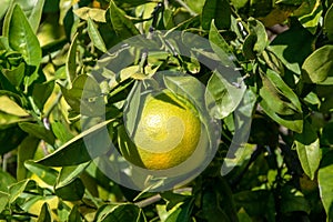 Ripe oranges on the tree in the garden. Close up