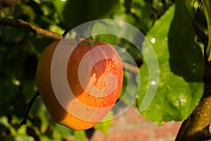 Ripe organic apple Braeburn on apple tree