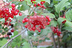 Ripe organic berries of red viburnum. Agriculture.Garden.
