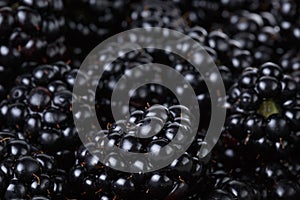 Ripe organic blackberries close up