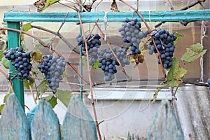 Ripe organic blue grapes. Agriculture. Winemaking. Autumn