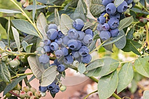 Ripe organic blueberries growing on a blueberry bush