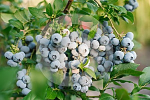Ripe organic blueberry berry in the garden in summer