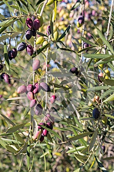 Ripe organic Calamata olives hanging on olive tree