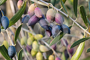 Ripe organic Calamata olives hanging on olive tree branch with blurred background and copy space