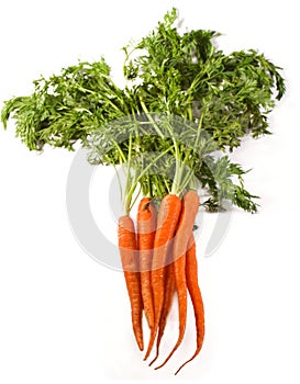 Ripe Organic Carrots