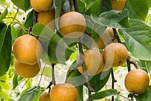 Ripe organic chinese pears hanging on pear tree at harvest time