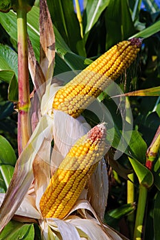 Ripe organic corn (maize)