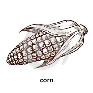 Ripe organic ear of corn grown at fram monochrome sketch