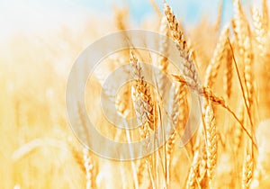 Ripe and organic ears of wheat during harvest against blue sky in sunny day. Beautiful landscape of wheat field