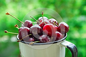 Ripe Organic Freshly Picked Sweet Cherries in Vintage Enamel Mug on Green Foliage Garden Nature Background. Summer Harvest Vitamin