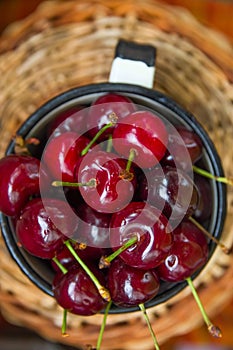 Ripe Organic Freshly Picked Sweet Cherries in Vintage Enamel Mug on Wicker Basket. Garden Table. Top View. Summer Harvest Vitamins