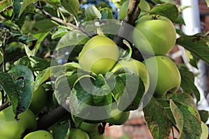 Ripe organic fruits of green sweet apple. Agriculture.Garden.