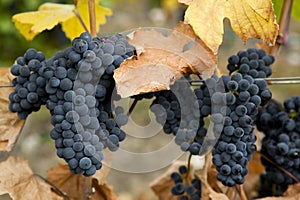 Ripe Gamay Noir Grapes Vineyard photo