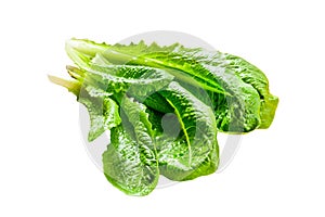 Ripe organic green salad Romano Isolated on white background. Top view.