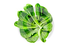 Ripe organic green salad Romano Isolated on white background. Top view.